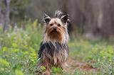 YORKSHIRE TERRIER 631